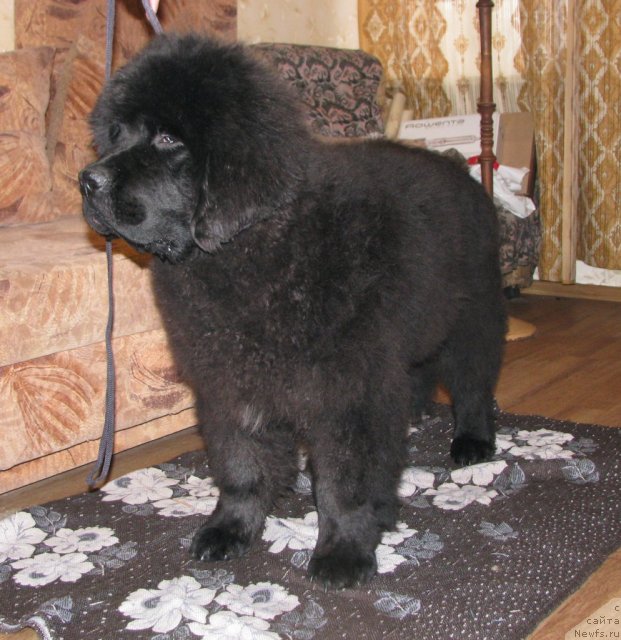 Фотография № 60863