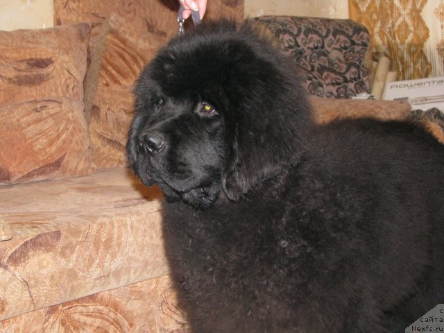 Фотография № 60865