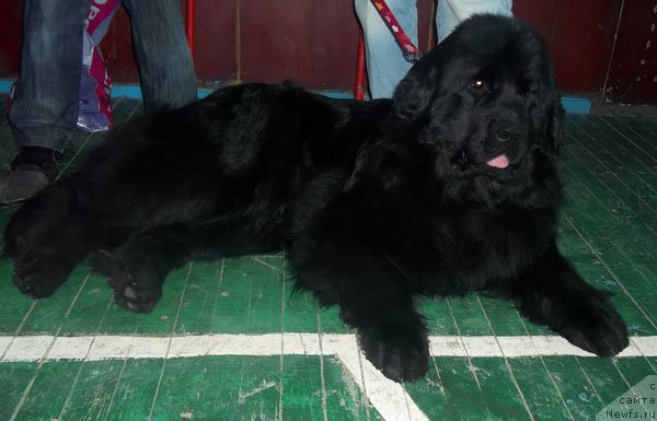 Фото: ньюфаундленд Бонита Эль Осо Нэгро