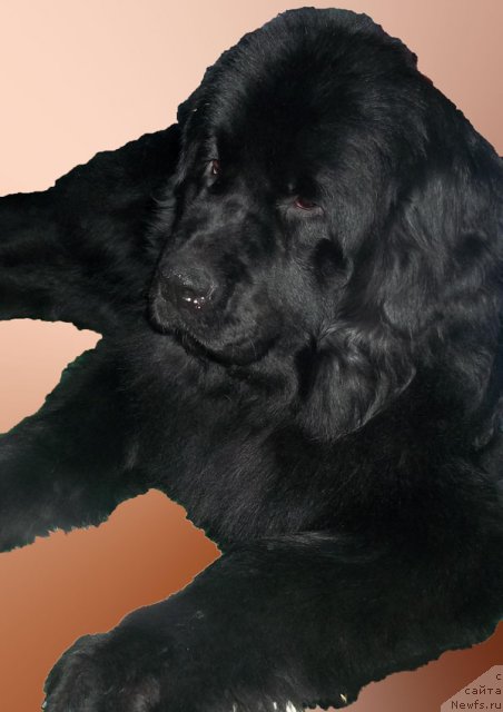 Фото: ньюфаундленд Бонита Эль Осо Нэгро