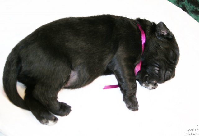 Фото: Черный кобель от, ньюфаундленд Bowaters Time Traveler, ньюфаундленд Бегущая по Волнам Вам и не Снилось (Begushaya po Volnam Vam I Ne Snilos)