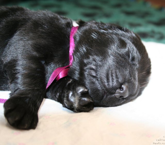 Фото: Черный кобель от, ньюфаундленд Bowaters Time Traveler, ньюфаундленд Бегущая по Волнам Вам и не Снилось (Begushaya po Volnam Vam I Ne Snilos)