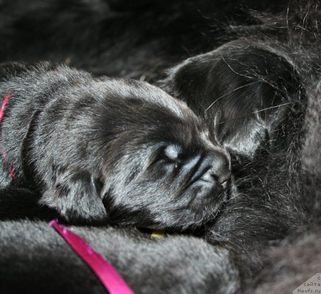 Фото: Черная сука от, ньюфаундленд Bowaters Time Traveler, ньюфаундленд Бегущая по Волнам Вам и не Снилось (Begushaya po Volnam Vam I Ne Snilos)