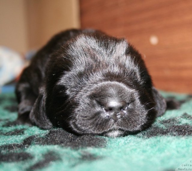 Фото: Черная сука от, ньюфаундленд Bowaters Time Traveler, ньюфаундленд Бегущая по Волнам Вам и не Снилось (Begushaya po Volnam Vam I Ne Snilos)