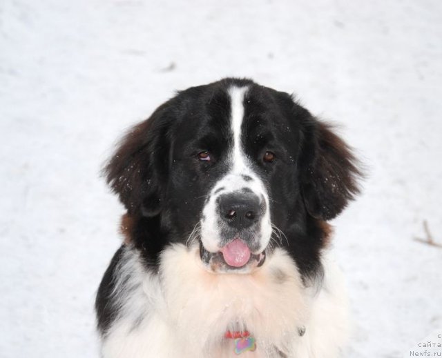 Фотография № 60879