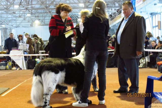Фото: ньюфаундленд Плюшевая Панда Стиль-Санкт-Петербурга