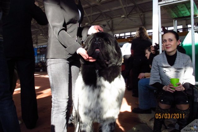 Фото: ньюфаундленд Плюшевая Панда Стиль-Санкт-Петербурга