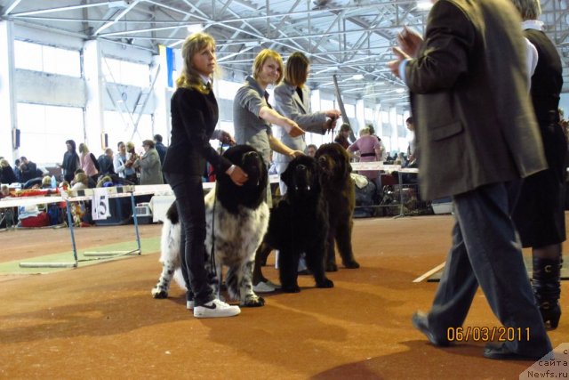 Фото: ньюфаундленд Плюшевая Панда Стиль-Санкт-Петербурга, ньюфаундленд Потап Щезара (Potap Schezara), ньюфаундленд Император из Царства Медведей (Imperator iz Tsarstva Medvedey)