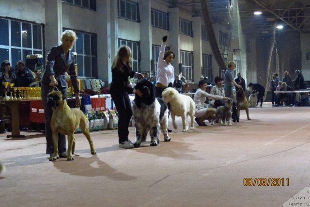 Фото: ньюфаундленд Плюшевая Панда Стиль-Санкт-Петербурга