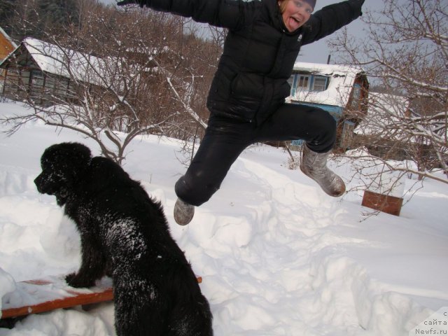 Фото: ньюфаундленд Супер Бизон Дека, Алёна Щелконогова