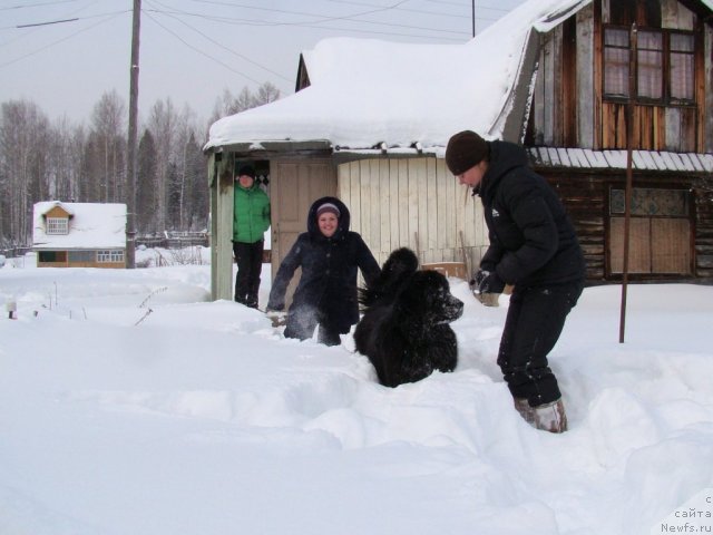 Фото: ньюфаундленд Супер Бизон Дека, ньюфаундленд Колдовская Любовь, Алёна Щелконогова, Екатерина Жиронкина