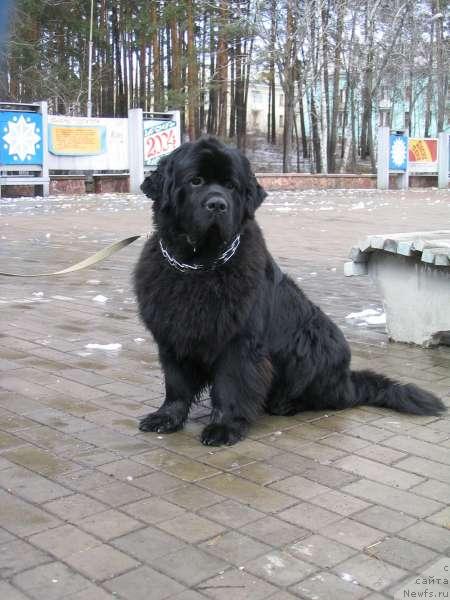 Фото: ньюфаундленд Царевич Славный из Медвежьего Яра (Tsarevich Slavny iz Medvejyego Yara)