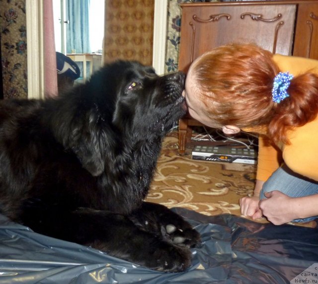 Фото: ньюфаундленд Альтаир Стайл