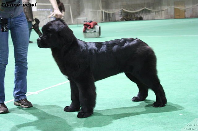 Фотография № 60912