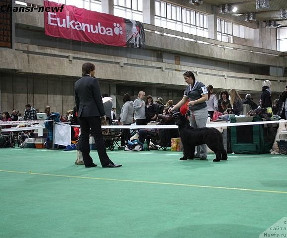 Фото: ньюфаундленд Рестайлинг Фром Шипмэн