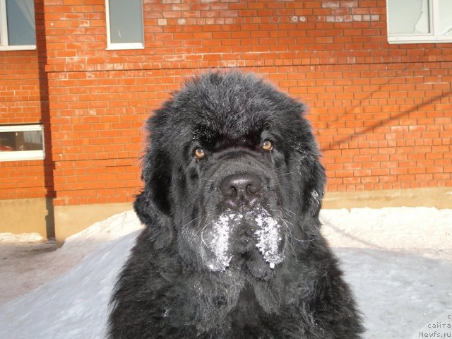 Фото: ньюфаундленд Баловень Судьбы