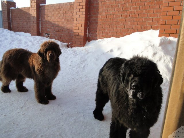 Фото: ньюфаундленд Баловень Судьбы, ньюфаундленд Бархатка Роскошная