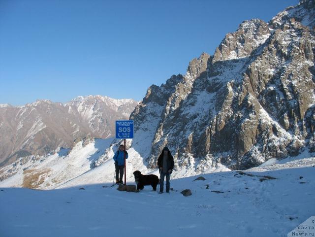 Фото: ньюфаундленд Маг Исполин Елана (Mag Ispolin Elana)