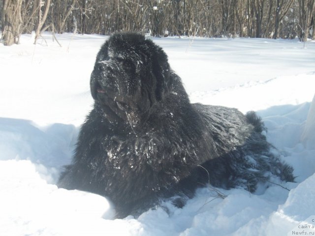 Фото: ньюфаундленд Карат из Медвежьего Яра (Karat iz Medvejyego Yara)