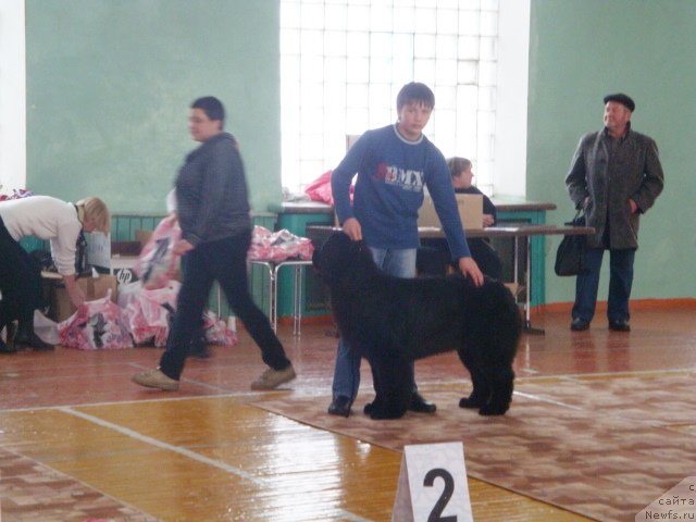 Фото: ньюфаундленд Их Высочество Глория Айрис (Ih Visochestvo Gloria Airis), Владимир Игнатенко