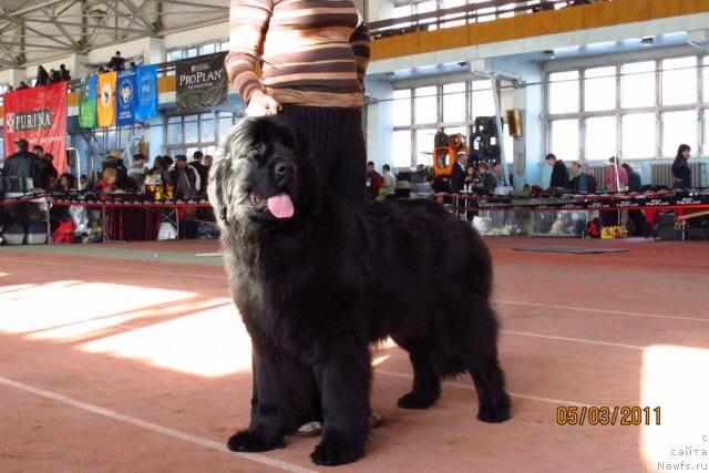 Фото: ньюфаундленд Velyke Malyatko Zagrava Yasna
