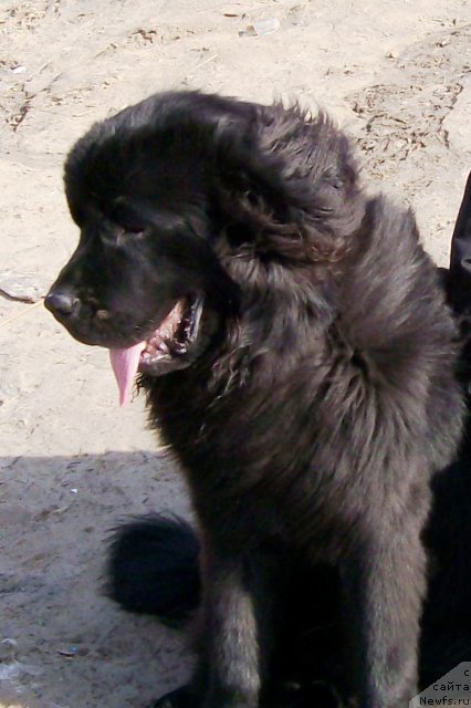 Фото: ньюфаундленд Velyke Malyatko Zahidnyj Viter