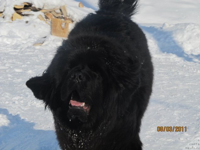 Фото: ньюфаундленд Их Высочество Владлена Маджикс