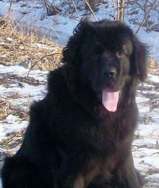 Фото: ньюфаундленд Velyke Malyatko Zahidnyj Viter