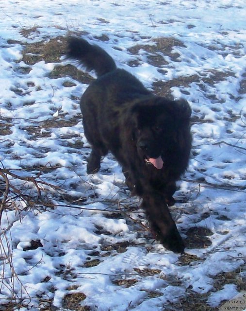 Фото: ньюфаундленд Velyke Malyatko Zahidnyj Viter
