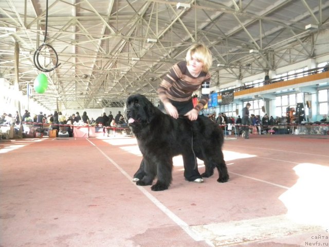 Фото: ньюфаундленд Velyke Malyatko Zagrava Yasna