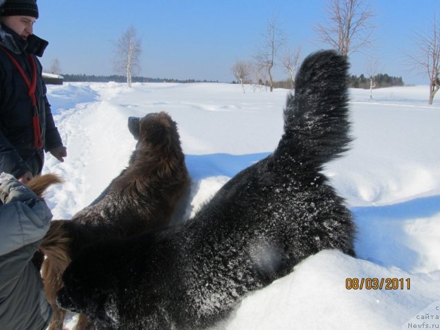Фото: ньюфаундленд Их Высочество Владлена Маджикс, Алексей Нистратов, Даник