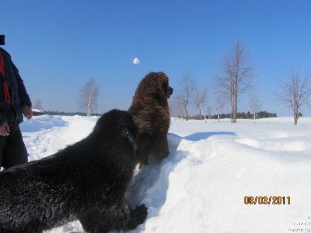Фото: ньюфаундленд Их Высочество Владлена Маджикс, Даник