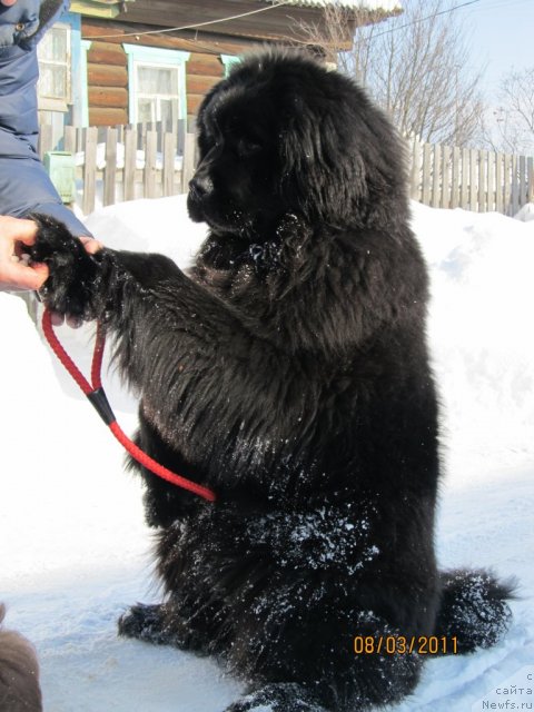 Фото: ньюфаундленд Их Высочество Владлена Маджикс