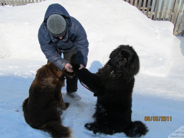 Фото: ньюфаундленд Их Высочество Владлена Маджикс, Алексей Нистратов