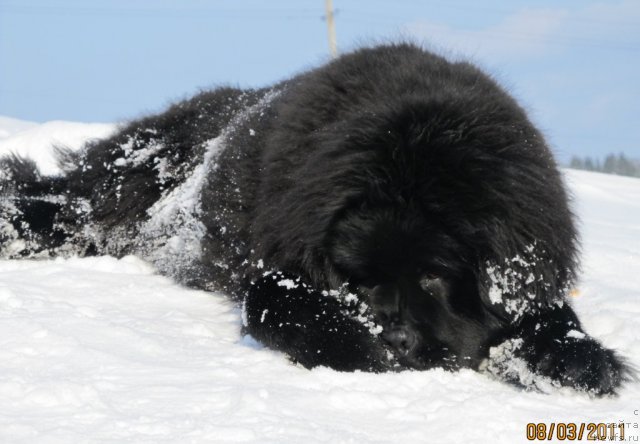 Фото: ньюфаундленд Их Высочество Владлена Маджикс