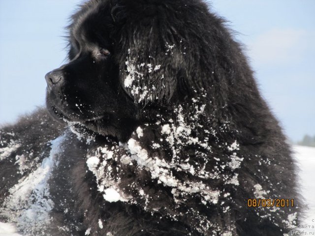 Фото: ньюфаундленд Их Высочество Владлена Маджикс