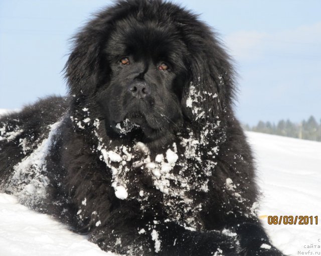 Фото: ньюфаундленд Их Высочество Владлена Маджикс