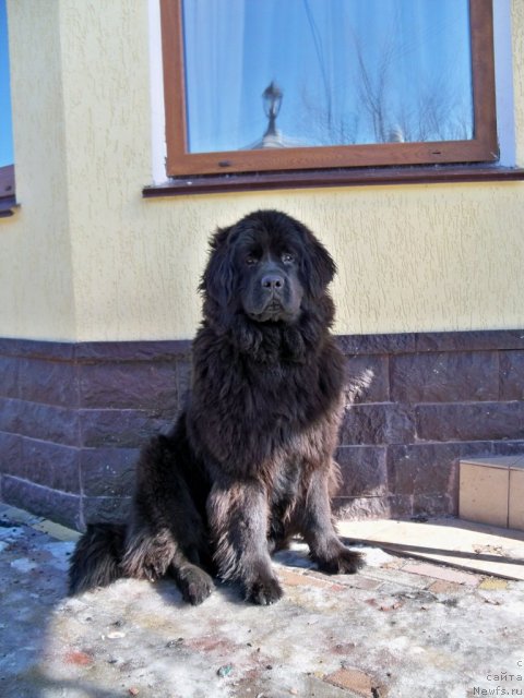 Фото: ньюфаундленд Velyke Malyatko Zapovid' Predkiv