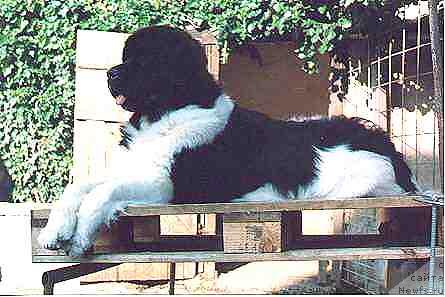 Фото: ньюфаундленд Aphrodite's Panda vom Riesrand