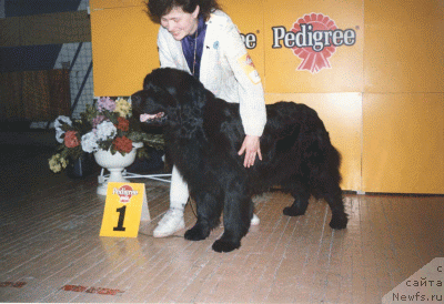 Фото: ньюфаундленд Ханна Риф Барри Биэ (Hanna Rif Barri Bie)