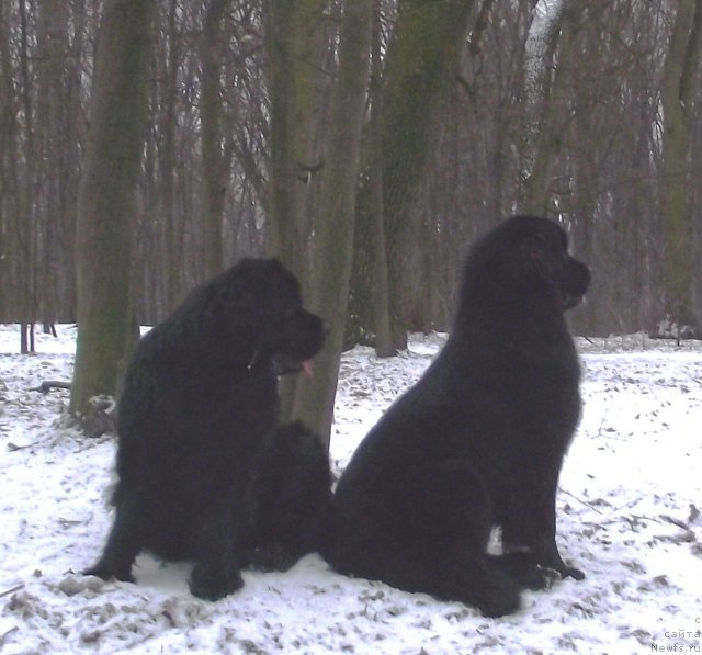 Фото: ньюфаундленд Чаривна Черепашка Большой Малыш (Charivna Cherepashka Bolshoj Malysh), ньюфаундленд Velyke Malyatko Zaruchena z Morem