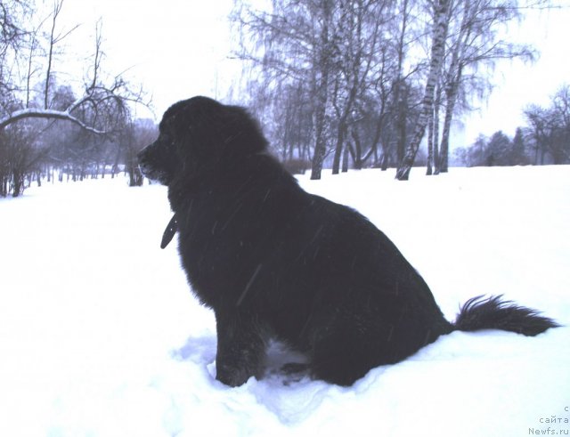 Фото: ньюфаундленд Velyke Malyatko Zaruchena z Morem