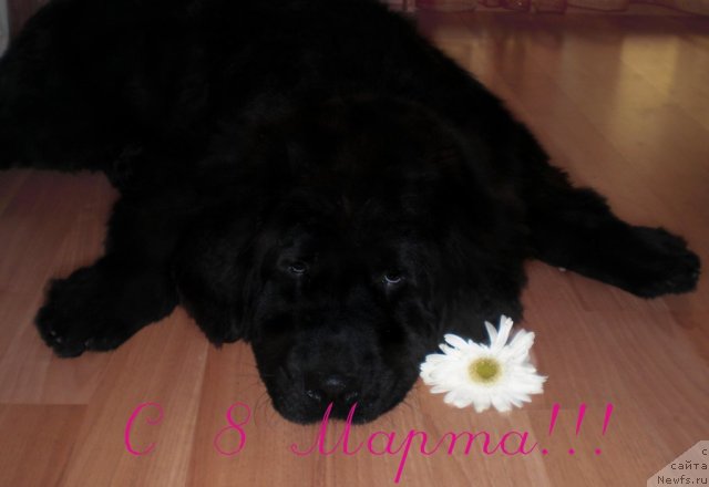 Фото: ньюфаундленд Ю-Питер фром Питер