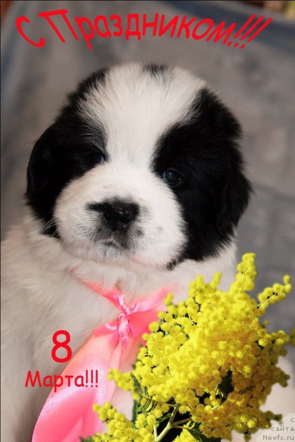 Фотография № 61005