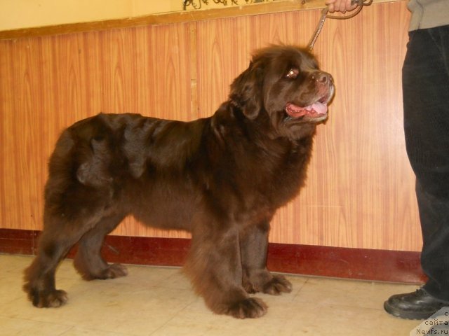 Фото: ньюфаундленд Фанньюф Акудзява Назаровна