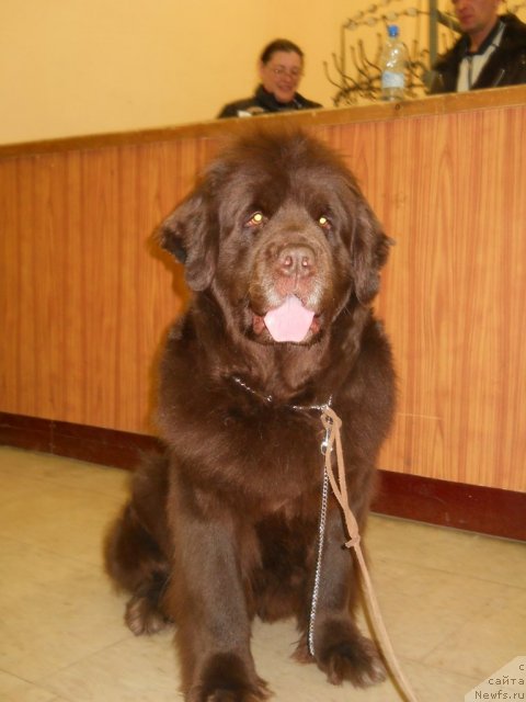 Фото: ньюфаундленд Фанньюф Акудзява Назаровна