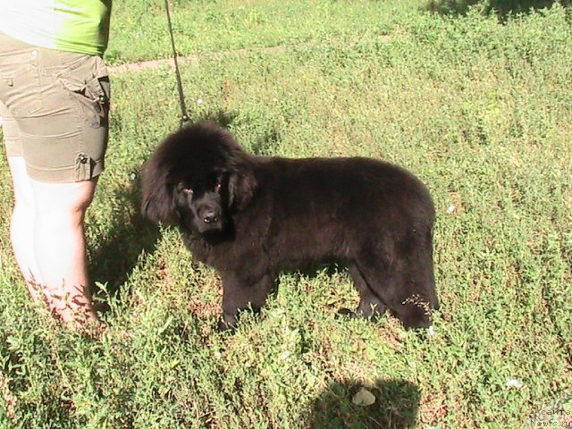 Фото: ньюфаундленд Линда-Мери Лин (Linda-Meri Lin)