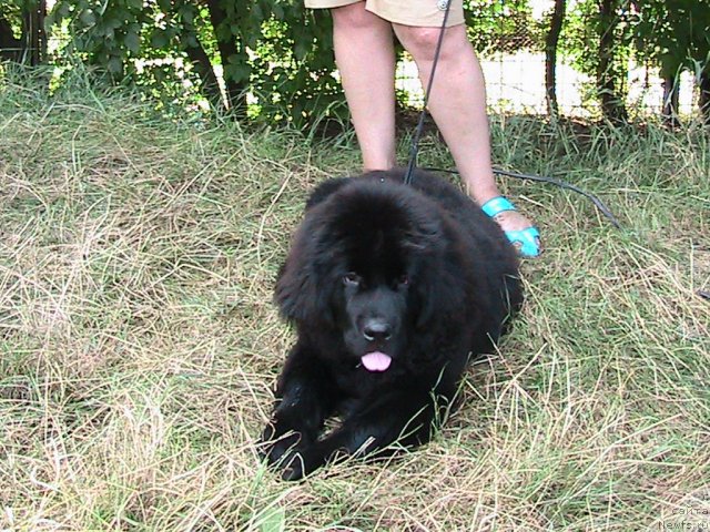 Фото: ньюфаундленд Линда-Мери Лин (Linda-Meri Lin)