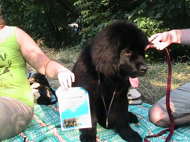 Фото: ньюфаундленд Линда-Мери Лин (Linda-Meri Lin)