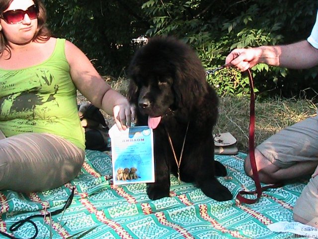 Фото: ньюфаундленд Линда-Мери Лин (Linda-Meri Lin)